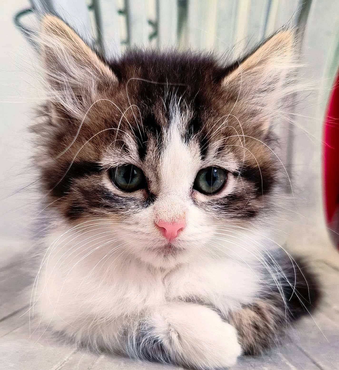 Hendrix participe au concours pour gagner de l'argent avec cette photo : carnivore, cat, claw, domestic_short_haired_cat, felidae, fur, iris, paw, small_to_medium_sized_cats, snout, tail, terrestrial_animal, whiskers, window