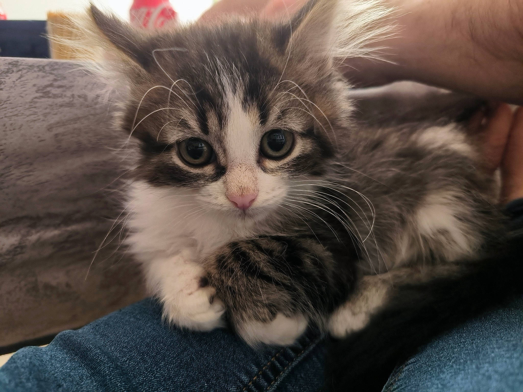 Hendrix participe au concours pour gagner de l'argent avec cette photo : carnivore, cat, claw, comfort, domestic_short_haired_cat, fawn, felidae, fur, paw, small_to_medium_sized_cats, snout, tail, whiskers, window