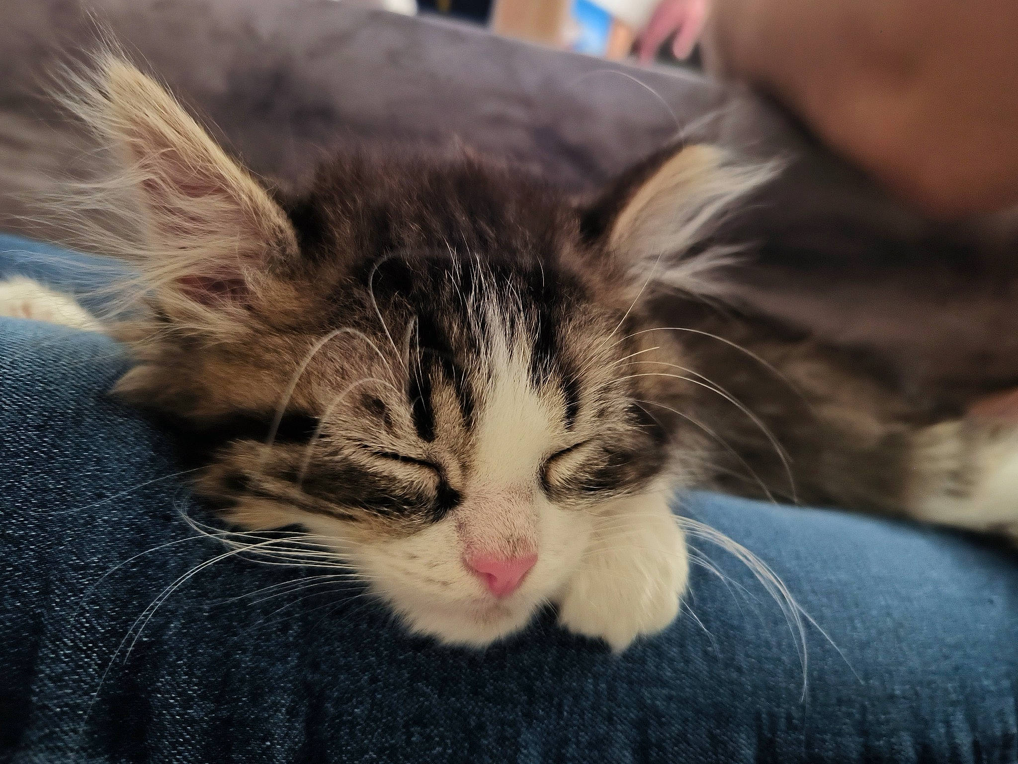 Hendrix participe au concours pour gagner de l'argent avec cette photo : carnivore, cat, claw, comfort, domestic_short_haired_cat, ear, eye, felidae, fur, nap, paw, small_to_medium_sized_cats, snout, tail, whiskers