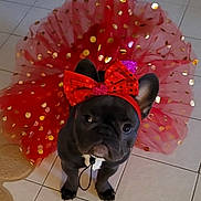 Gucci is registered to the contest to win money with this photo: dog, french_bulldog, pet, valentines_day, costume, red_bow, tutu, pink, red, gold_sequins, indoor, tiled_floor, sitting, portrait, black_fur, ears, collar, leash, social_media_screenshot, festive