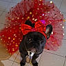 dog, french_bulldog, pet, valentines_day, costume, red_bow, tutu, pink, red, gold_sequins, indoor, tiled_floor, sitting, portrait, black_fur, ears, collar, leash, social_media_screenshot, festive