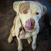 Charleigh is registered to the contest to win money with this photo: adorable, animal, brown, canine, closeup, collar, cute, dog, ears, eyes, face, fur, indoor, licking, looking, pet, portrait, sitting, tongue, white