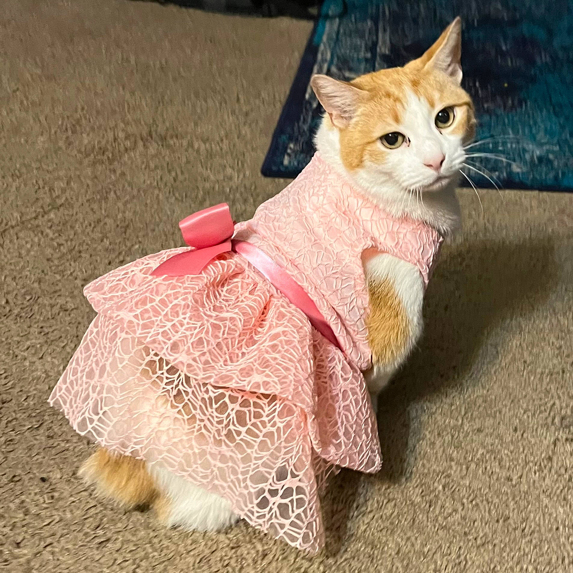 Twinkle joined the competition — help win amazing prizes! carnivore, cat, claw, domestic_short_haired_cat, event, fashion_accessory, fawn, felidae, foot, fur, human_leg, paw, peach, small_to_medium_sized_cats, snout, tail, terrestrial_animal, toy, whiskers, wood