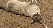 Gigi is registered to the contest to win money with this photo: cat, carpet, indoor, pet, animal, feline, toy, colorful, footwear, curious, lying_down, beige, fur, cozy, household, domestic, cute, relaxed, looking_up, floor