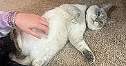 Gigi is registered to the contest to win money with this photo: animal, bracelet, carpet, cat, clothing, cute, domestic_cat, floor, fur, grey_cat, hand, indoor, pajamas, paw, person, petting, playful, relaxed, table_leg, white_cat