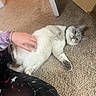 Gigi is registered to the contest to win money with this photo: cat, carpet, hand, pajamas, indoor, floor, table_leg, petting, playful, fur, animal, relaxed, white_cat, grey_cat, domestic_cat, person, bracelet, clothing, paw, cute
