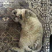 Gigi joined the competition — help win amazing prizes! cat, fluffy, lying_down, indoor, pet, cute, paws, fur, playful, relaxed, patterned_rug, animal, whiskers, domestic_cat, mammal, resting, light_gray, beige, cozy, soft