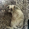 cat, fluffy, lying_down, indoor, pet, cute, paws, fur, playful, relaxed, patterned_rug, animal, whiskers, domestic_cat, mammal, resting, light_gray, beige, cozy, soft