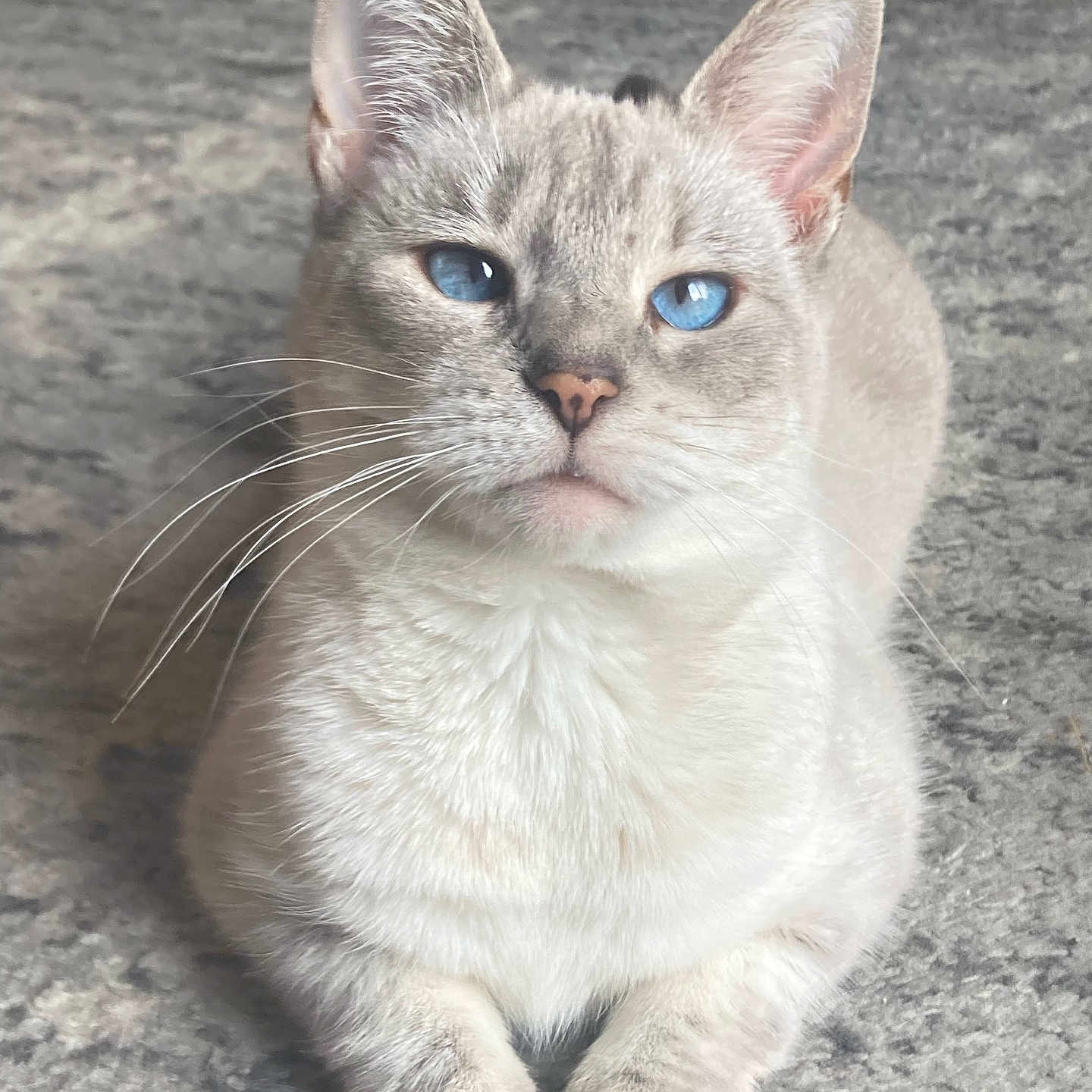 Gigi