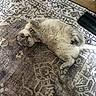 cat, animal, pet, feline, fluffy, lying_down, relaxed, playful, indoor, rug, patterned_rug, floor, whiskers, paws, ears, tail, cute, domestic_cat, mammal, resting