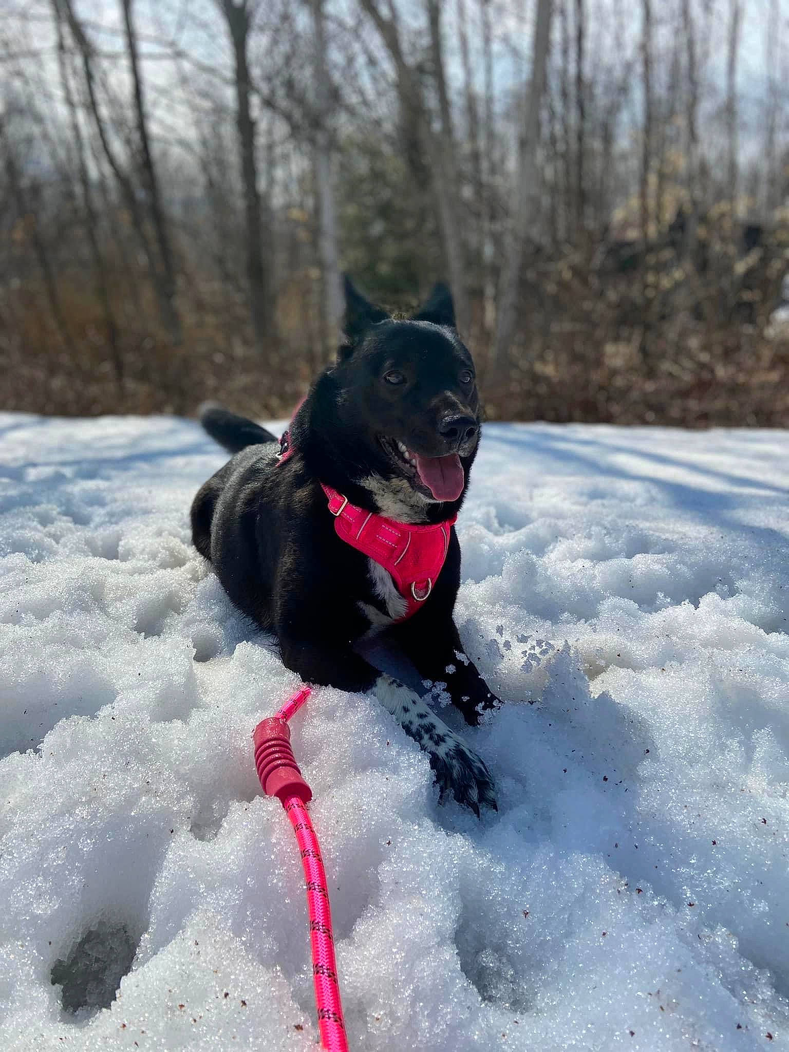 Nova is registered to the contest to win money with this photo: canidae, carmine, carnivore, collar, companion_dog, dog, dog_breed, dog_collar, dog_supply, freezing, fur, leash, recreation, sky, snout, snow, sporting_group, tail, tree, winter