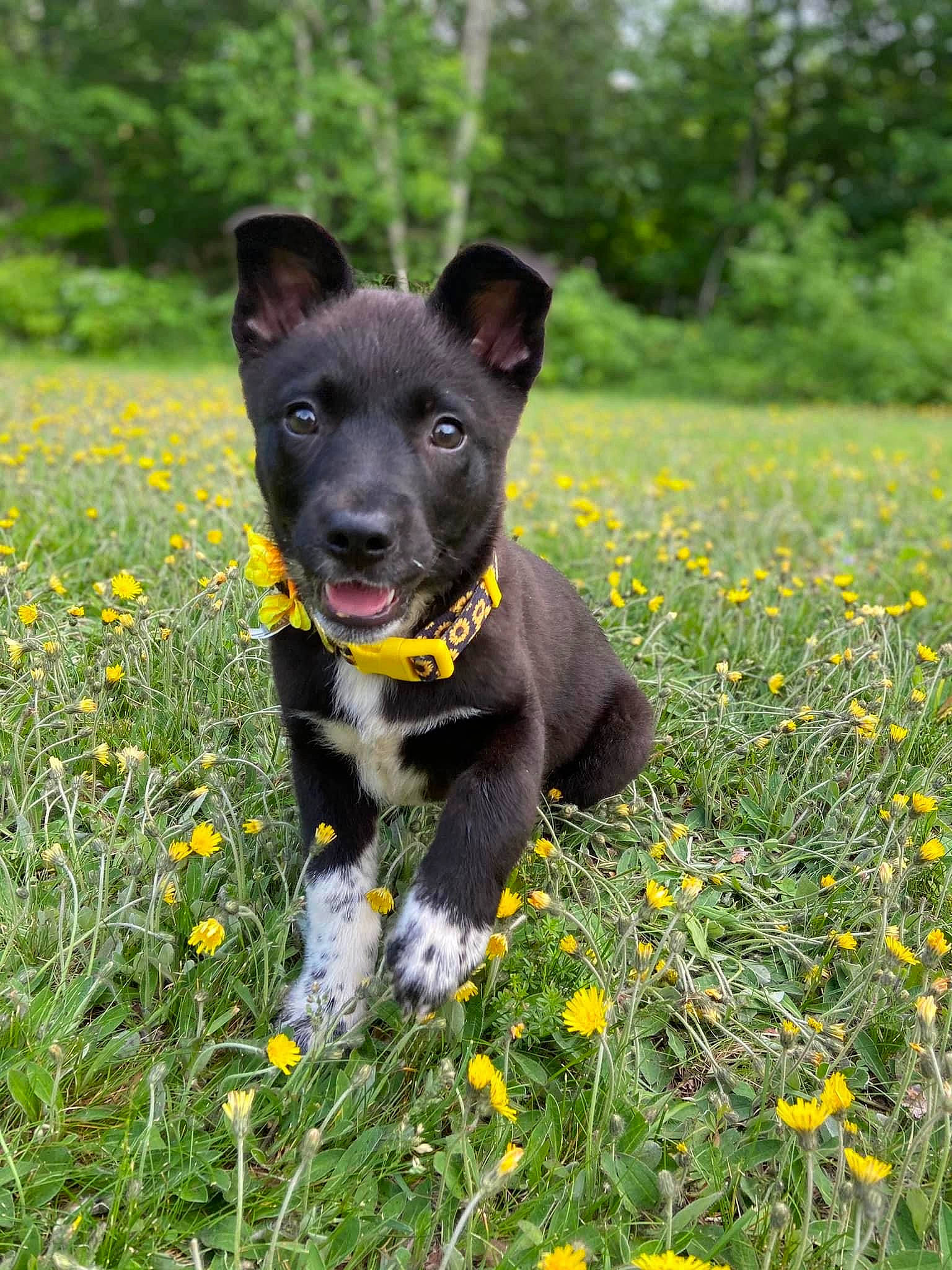 Nova is registered to the contest to win money with this photo: carnivore, collar, companion_dog, dog, dog_breed, eye, flower, flowering_plant, grass, grassland, groundcover, herbaceous_plant, meadow, plant, prairie, snout, tail, tree, whiskers, working_animal