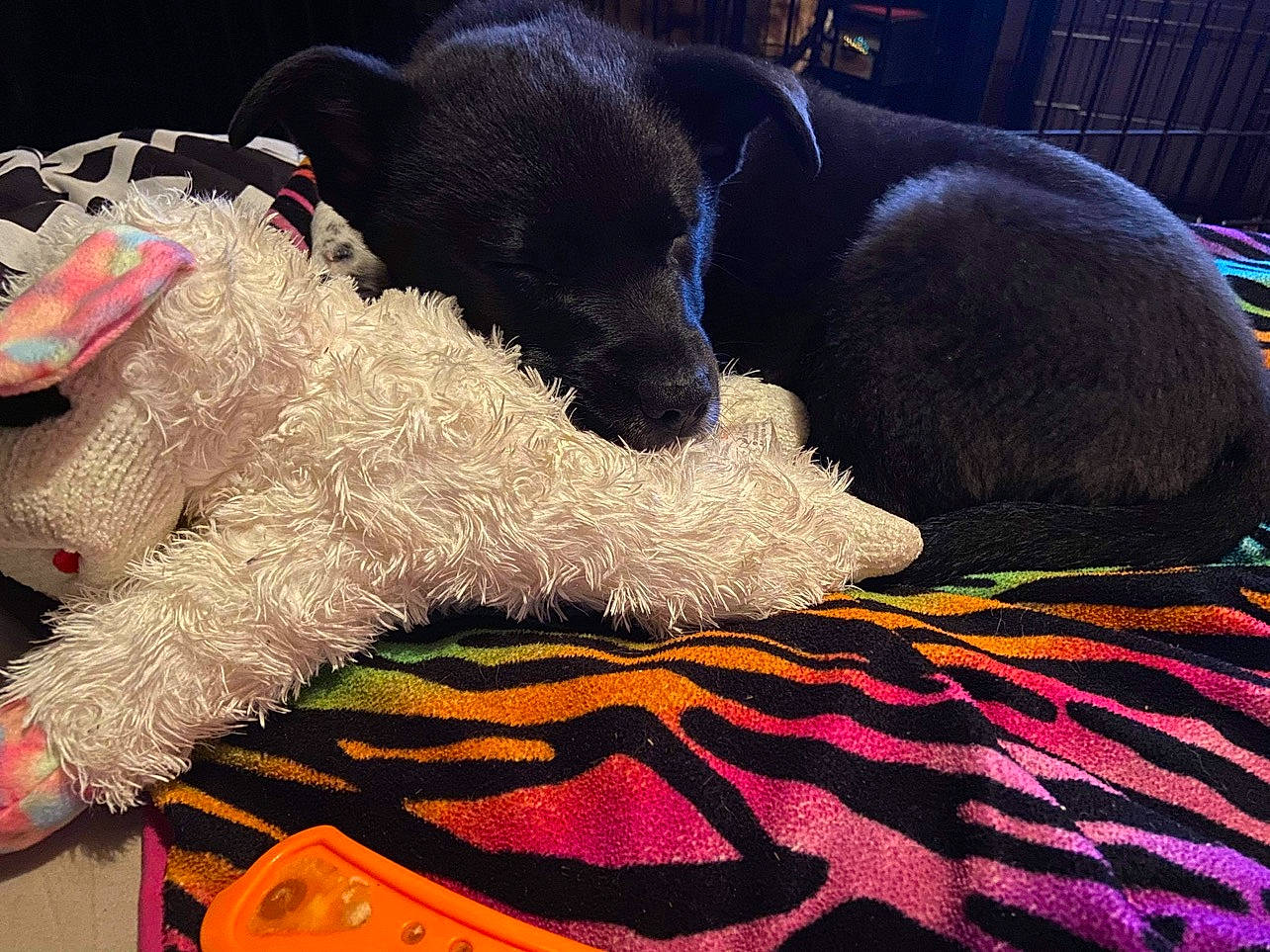 Nova is registered to the contest to win money with this photo: canidae, carnivore, collar, comfort, companion_dog, dog, dog_breed, dog_supply, flooring, fur, linens, magenta, nap, pattern, pet_supply, snout, sporting_group, water_dog, wool, working_animal