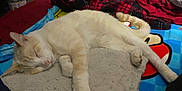Ghost is registered to the contest to win money with this photo: animal, blanket, blue, cat, comfort, cozy, cute, domestic, fur, indoor, mat, paws, pet, plaid, red, relaxing, rest, sleeping, soft, tail