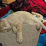 animal, blanket, blue, cat, comfort, cozy, cute, domestic, fur, indoor, mat, paws, pet, plaid, red, relaxing, rest, sleeping, soft, tail