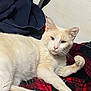 animal, black_color, blanket, cat, cozy, cream_color, curious, ears, feline, fur, indoor, lying_down, paw, pet, plaid_pattern, red_color, relaxed, resting, whiskers, white_color