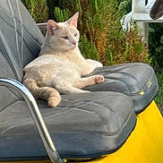 Ghost joined the competition — help win amazing prizes! animal, calm, cat, comfort, daytime, feline, fur, greenery, leather_seat, nature, outdoor, pet, plant, quiet, relaxed, resting, seat, sunlight, wildlife, yellow
