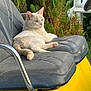 animal, calm, cat, comfort, daytime, feline, fur, greenery, leather_seat, nature, outdoor, pet, plant, quiet, relaxed, resting, seat, sunlight, wildlife, yellow