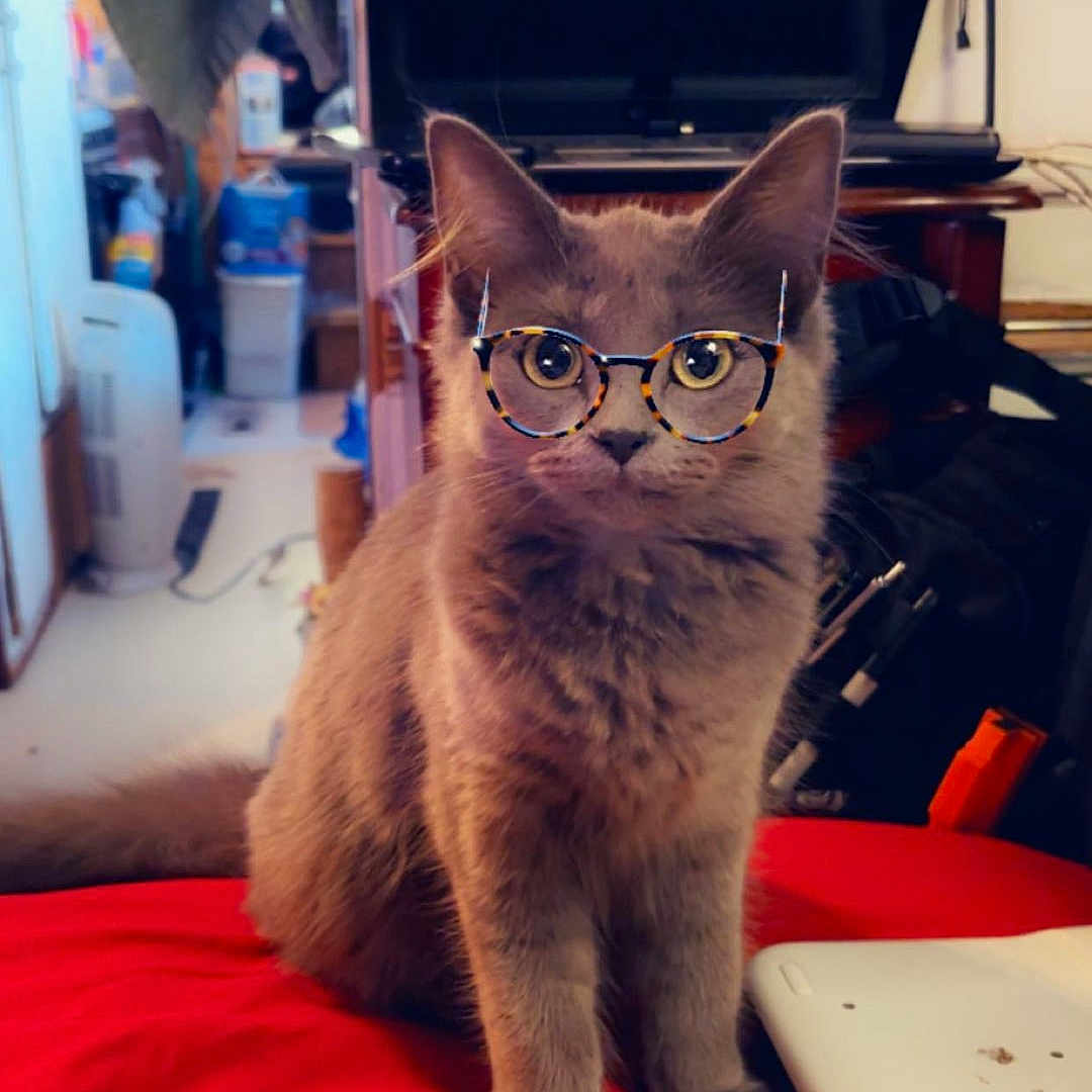 Baby Meow Meow is registered to the contest to win money with this photo: animal, architecture, building, cat, computer, computerhardware, cushion, electronics, furniture, hardware, homedecor, monitor, outdoors, pc, pet, plant, pottedplant, screen, shelter, tv