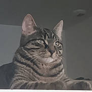 Tigrou participe au concours pour gagner de l'argent avec cette photo : animal, calm, cat, closeup, cute, domestic, ears, eyes, face, feline, fur, indoor, mammal, pet, portrait, resting, sitting, stripes, tabby, whiskers
