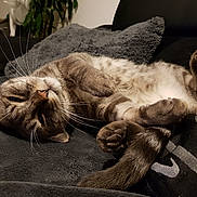 Filou participe au concours pour gagner de l'argent avec cette photo : cat, pet, animal, feline, sleeping, relaxed, lying_down, upside_down, belly, paws, whiskers, fur, tabby, brown, white, couch, blanket, pillow, indoors, cozy