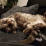 cat, pet, animal, feline, sleeping, relaxed, lying_down, upside_down, belly, paws, whiskers, fur, tabby, brown, white, couch, blanket, pillow, indoors, cozy