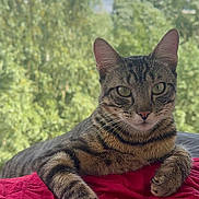 Adelito a rejoint le concours — aidez-le/la à gagner de superbes lots ! animal, blanket, cat, close_up, clouds, ears, feline, fur, greenery, indoor, nature, paws, pet, portrait, red, relaxed, resting, sky, tabby, whiskers