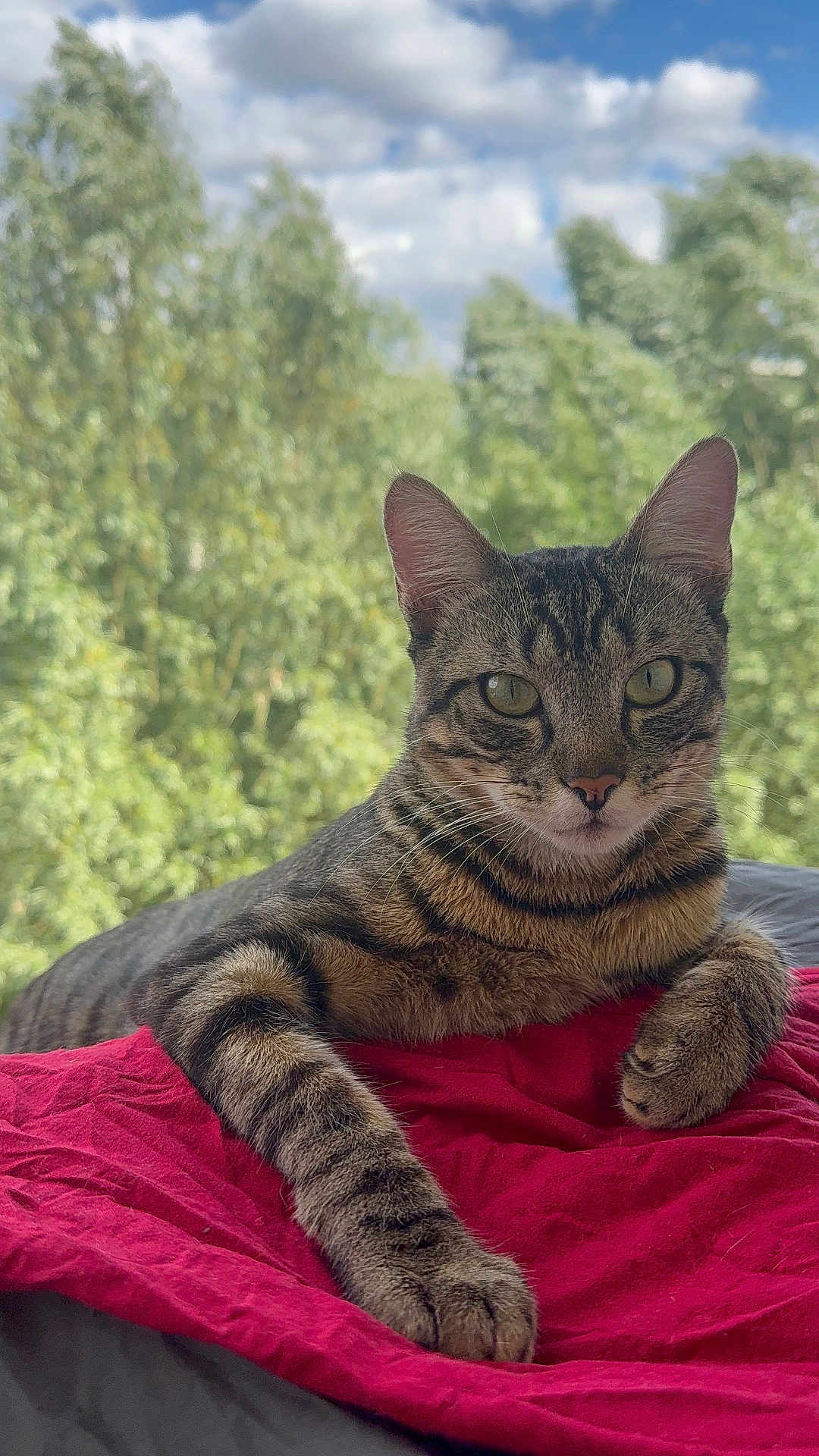Adelito