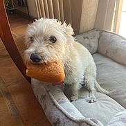 Lola joined the competition — help win amazing prizes! dog, pet_bed, bread, indoor, floor, curtains, tile_floor, white_dog, small_dog, fur, snout, paw_prints, cozy, home, window_light, chair, carpet, pet, animal, cute
