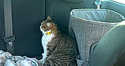 Miquette participe au concours pour gagner de l'argent avec cette photo : animal, blanket, car, car_interior, carseat, cat, cushion, headrest, homedecor, kitten, pet, transportation, vehicle