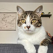 Miquette a rejoint le concours — aidez-le/la à gagner de superbes lots ! abyssinian, animal, architecture, building, cat, chair, couch, cushion, furniture, homedecor, indoors, kitten, linen, livingroom, manx, pet, room, shelf, siamese, wall