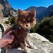 Balto participe au concours pour gagner de l'argent avec cette photo : adventure, animal, brown_fur, countryside, cute, daytime, dog, fur, hand, harness, mountain, nature, outdoor, pet, puppy, rock, scenic, sky, stone_wall, sunlight