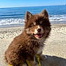 beach, blue_eyes, brown_fur, concrete, cute, daytime, dog, fluffy, happy, leash, nature, ocean, outdoor, pet, portrait, puppy, sitting, sunny, waves, yellow_leash