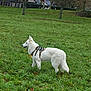 dog, white_dog, grass, field, outdoor, canine, pet, animal, harness, standing, nature, greenery, trees, park, alert, fur, side_view, daylight, quiet, peaceful