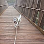 Aska participe au concours pour gagner de l'argent avec cette photo : alone, bridge, canine, daylight, dog, exercise, fog, happy, leash, metal_railings, mist, nature, outdoor, path, pet, tongue_out, trees, walking, white_dog, wooden_bridge