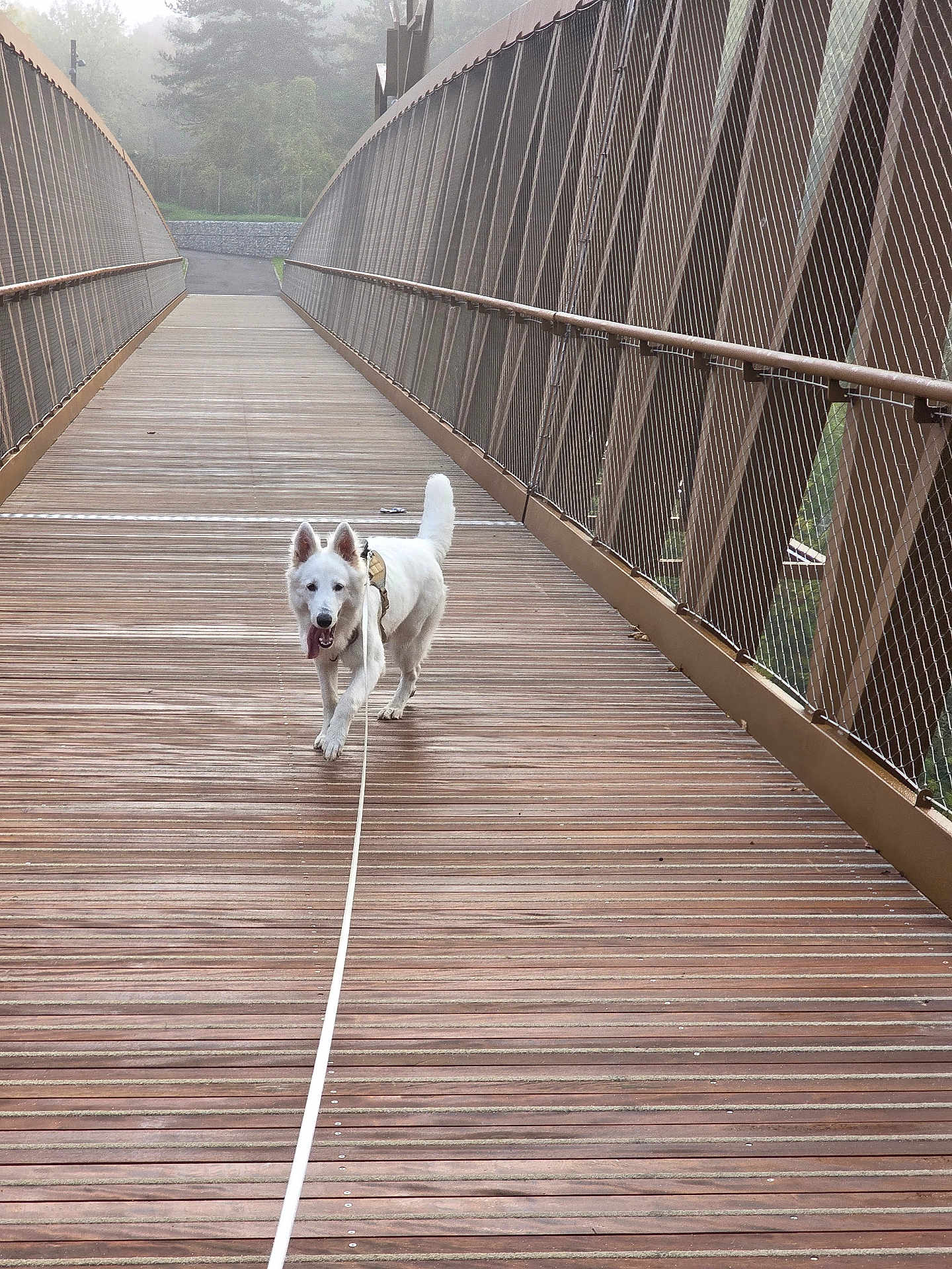 Aska participe au concours pour gagner de l'argent avec cette photo : alone, bridge, canine, daylight, dog, exercise, fog, happy, leash, metal_railings, mist, nature, outdoor, path, pet, tongue_out, trees, walking, white_dog, wooden_bridge