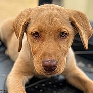 Brandy joined the competition — help win amazing prizes! puppy, dog, close_up, brown_fur, cute, animal, pet, outdoor, lying_down, paw, face, young, canine, fur, eyes, nose, portrait, looking, adorable, background_blur