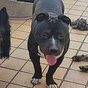 Orion a rejoint le concours — aidez-le/la à gagner de superbes lots ! dog, black_dog, white_paws, tongue_out, tiled_floor, dog_bed, toy, outdoor, pet, playful, animal, canine, happy_dog, panting, fur, ears, tail, home, companion, pet_area