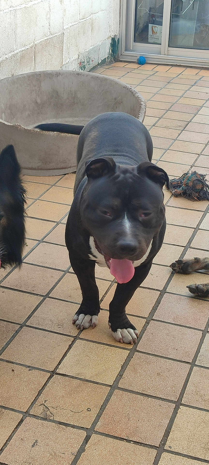 Orion a rejoint le concours — aidez-le/la à gagner de superbes lots ! dog, black_dog, white_paws, tongue_out, tiled_floor, dog_bed, toy, outdoor, pet, playful, animal, canine, happy_dog, panting, fur, ears, tail, home, companion, pet_area