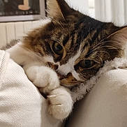 Romy a rejoint le concours — aidez-le/la à gagner de superbes lots ! bedding, blanket, cat, close_up, couch, cozy, domestic_cat, ear, fluffy_fur, fur_texture, green_eyes, indoor, nose, paw, pet, portrait, sleepy, tabby_cat, whiskers, white_paws