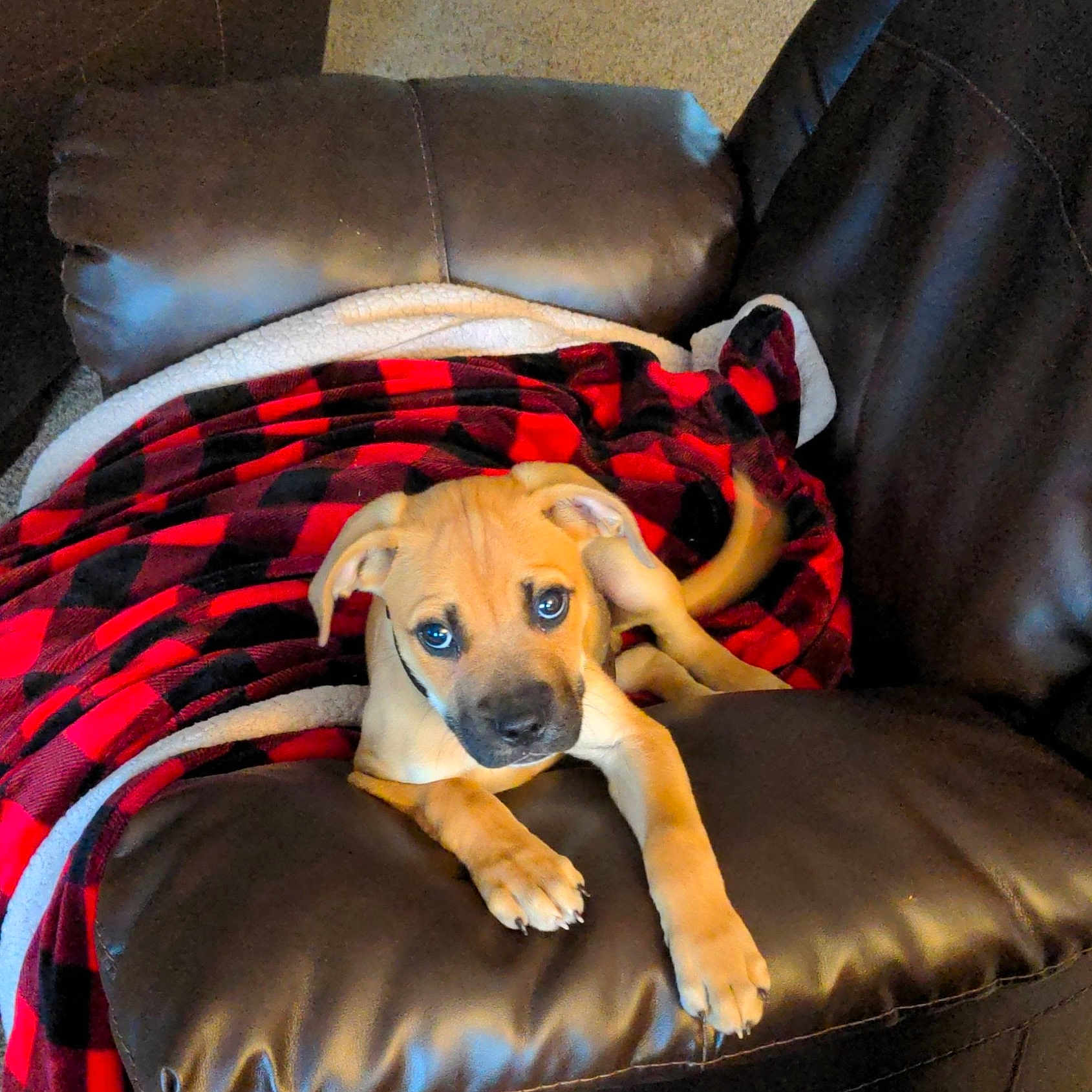 Jax is registered to the contest to win money with this photo: animal, armchair, beagle, blanket, boxer, bulldog, canine, chair, couch, cushion, dog, furniture, head, homedecor, hound, labradorretriever, person, pet, puppy, sleeping