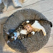 Bakou a rejoint le concours — aidez-le/la à gagner de superbes lots ! cat, tabby_cat, pet_bed, fluffy_bed, wooden_floor, relaxed, lying_down, indoor, domestic_animal, feline, curious, white_paws, brown_and_white, blurred_dog, motion_blur, playful, companion_animals, flooring, cozy, resting