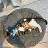 cat, tabby_cat, pet_bed, fluffy_bed, wooden_floor, relaxed, lying_down, indoor, domestic_animal, feline, curious, white_paws, brown_and_white, blurred_dog, motion_blur, playful, companion_animals, flooring, cozy, resting