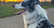 Taoslo participe au concours pour gagner de l'argent avec cette photo : dog, canine, pet, outdoor, sunset, path, fur, panting, blue_eyes, nature, grass, sky, tree, harness, animal, muzzle, side_view, happy, walking_path, twilight