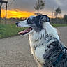 dog, canine, pet, outdoor, sunset, path, fur, panting, blue_eyes, nature, grass, sky, tree, harness, animal, muzzle, side_view, happy, walking_path, twilight
