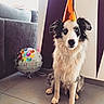 dog, party_hat, balloon, birthday, blue_eyes, sitting, indoor, floor, couch, wall, purple, white, tile_floor, pet, celebration, animal, fur, canine, decor, festive
