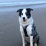 Taoslo participe au concours pour gagner de l'argent avec cette photo : dog, beach, sand, ocean, water, sky, blue_eyes, black_and_white, sitting, happy, pet, canine, outdoor, nature, animal, fur, harness, portrait, sea, coast