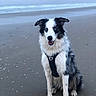 dog, beach, sand, ocean, water, sky, blue_eyes, black_and_white, sitting, happy, pet, canine, outdoor, nature, animal, fur, harness, portrait, sea, coast