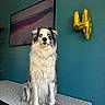 dog, blue_eyes, birthday, balloon, number_4, toy, bone_shaped_toy, table, speckled_table, indoor, wall_art, teal_wall, fur, pet, celebration, sitting, portrait, wooden_floor, modern_art, decor