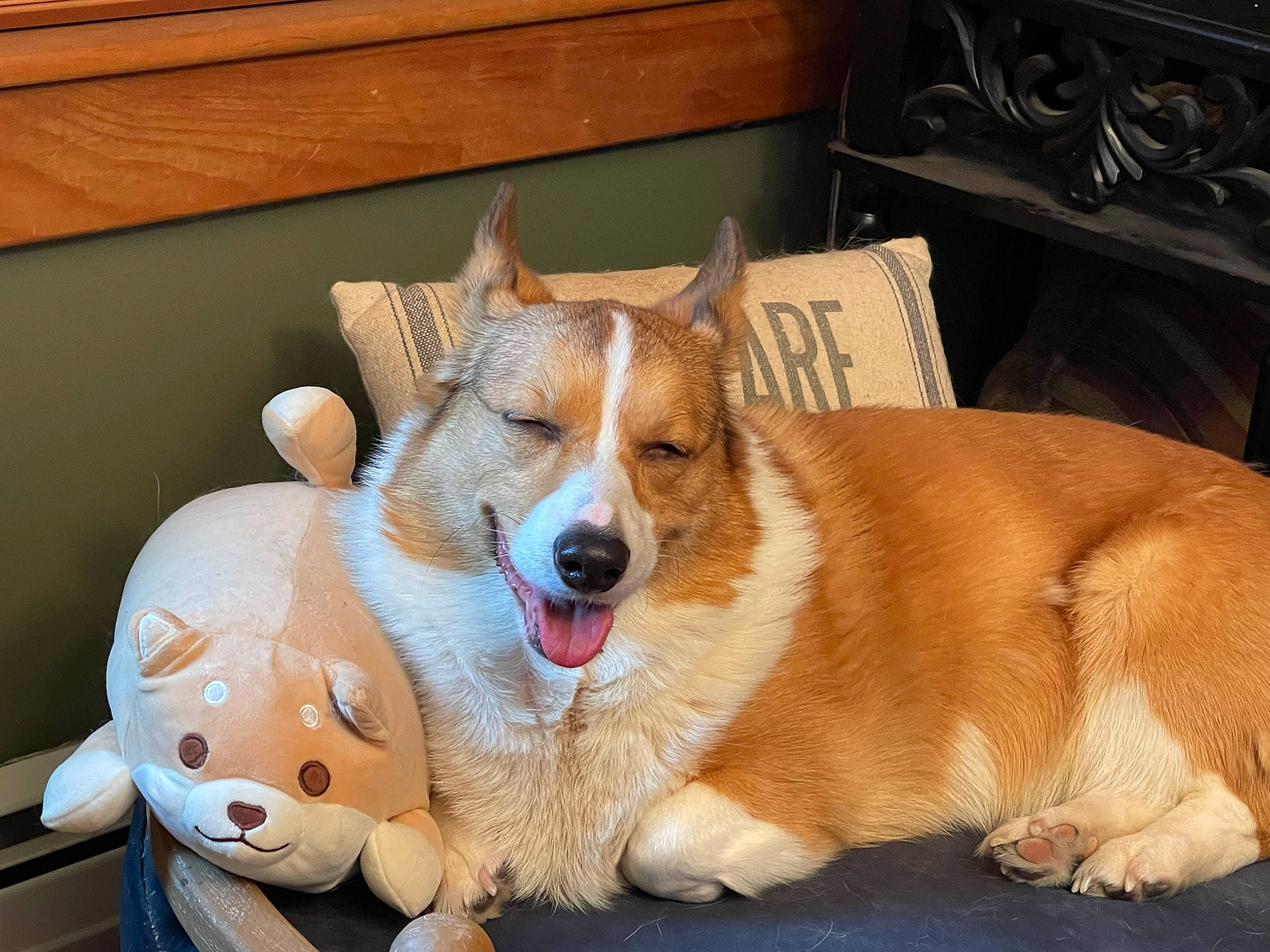 Khaleesi is registered to the contest to win money with this photo: canidae, cardigan_welsh_corgi, carnivore, collar, comfort, companion_dog, dog, dog_breed, dog_supply, fawn, felidae, fur, paw, snout, sporting_group, tail, welsh_corgi, whiskers, wood, working_animal